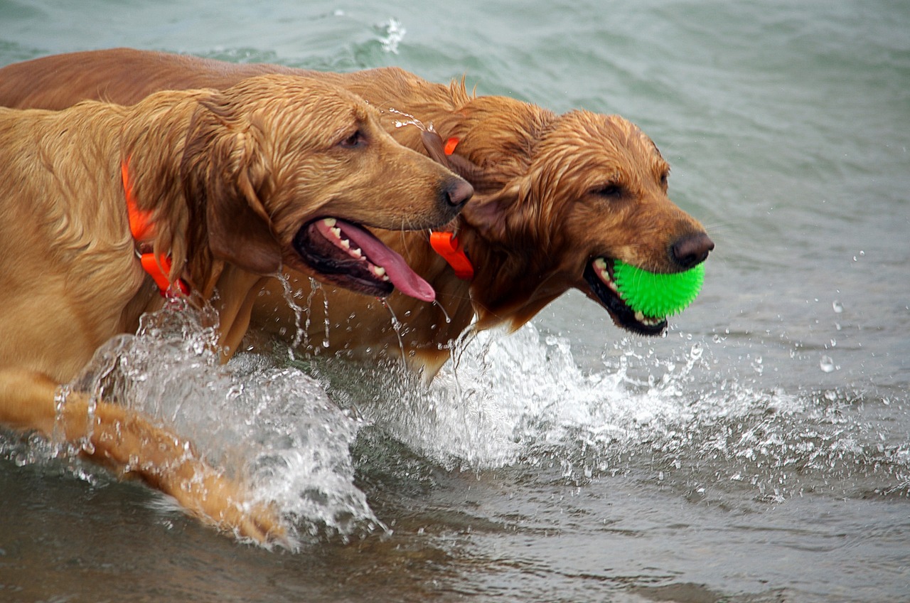 Image - dogs beach wet play summer pet