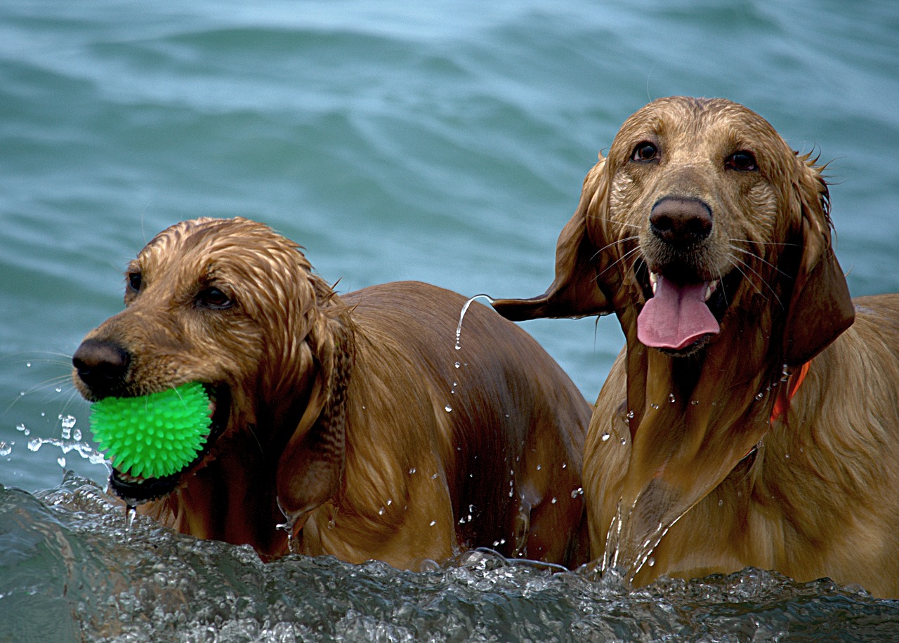 Image - dogs beach wet play summer pet