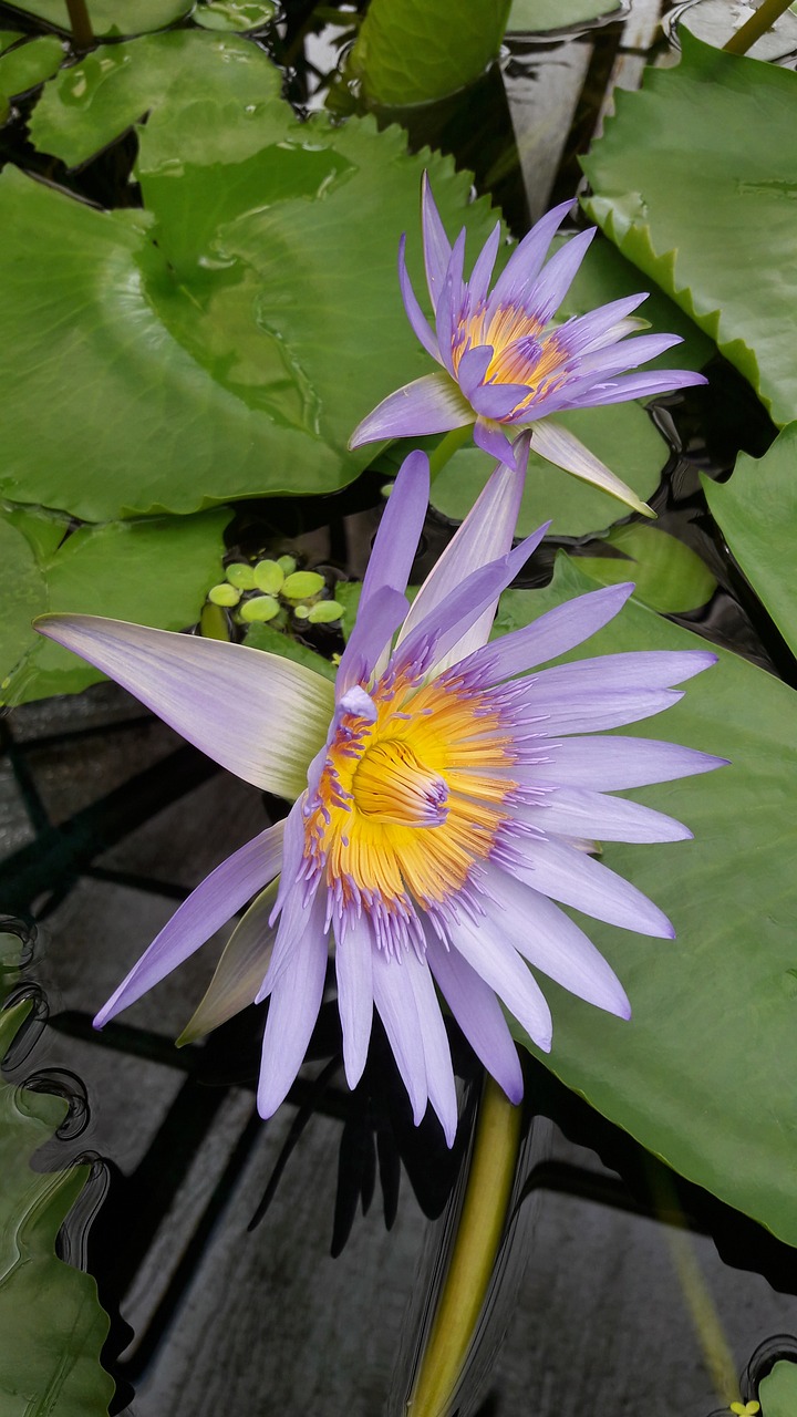 Image - waterlily purple flower water flower