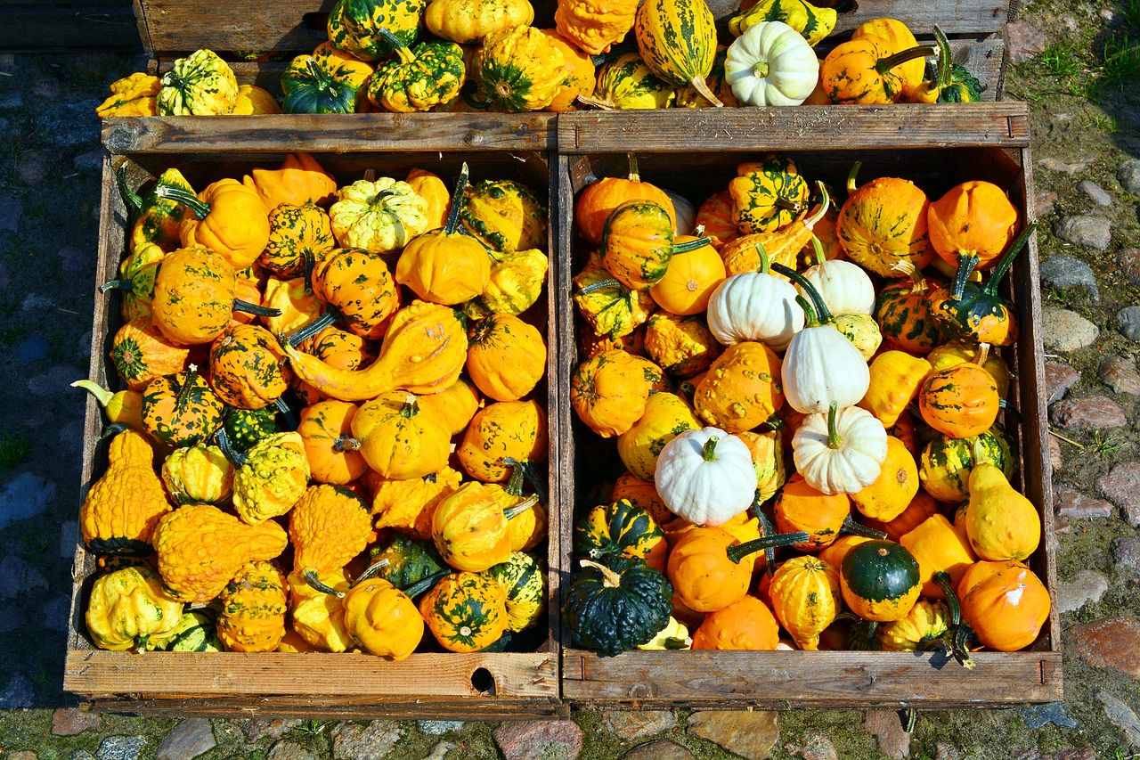 Image - pumpkin harvest time sale