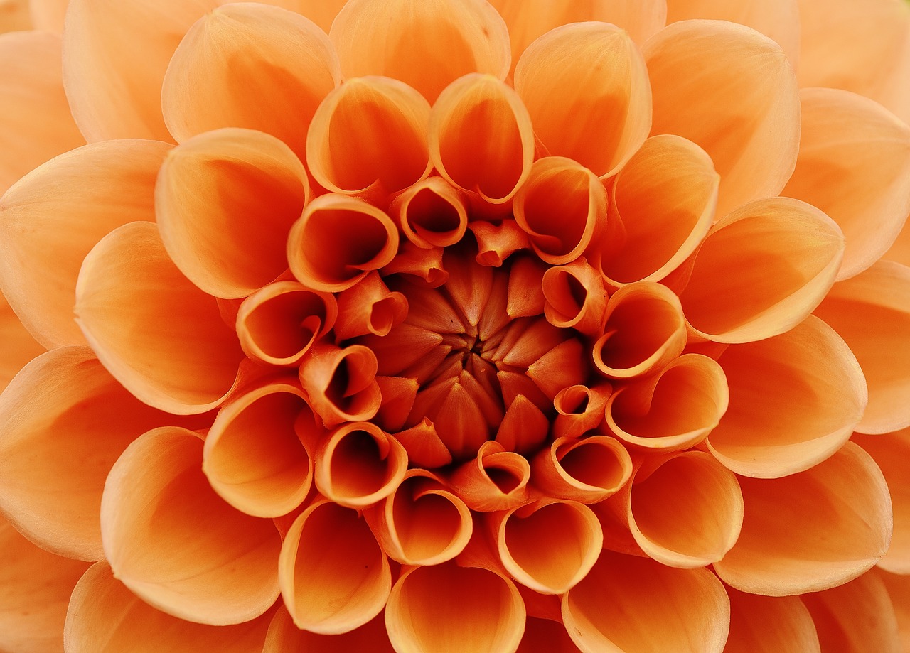 Image - dahlia dahlias autumn asteraceae