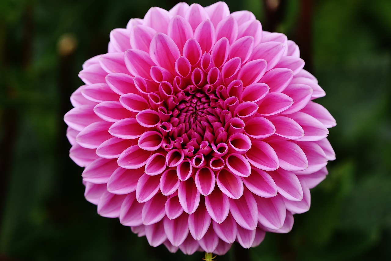Image - dahlia dahlias autumn asteraceae