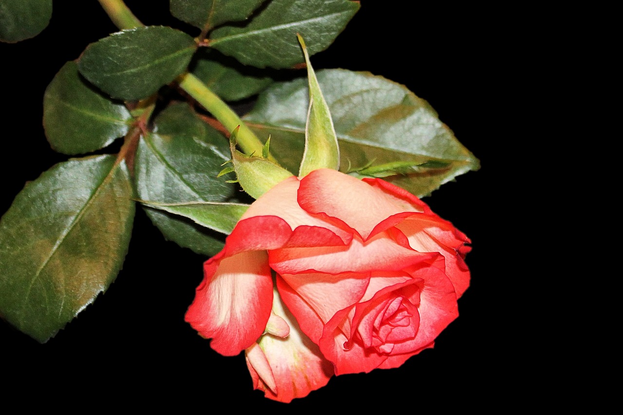 Image - rose blossom bloom bi color