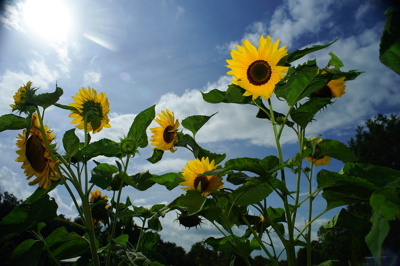 Image - sunflower yellow against direction