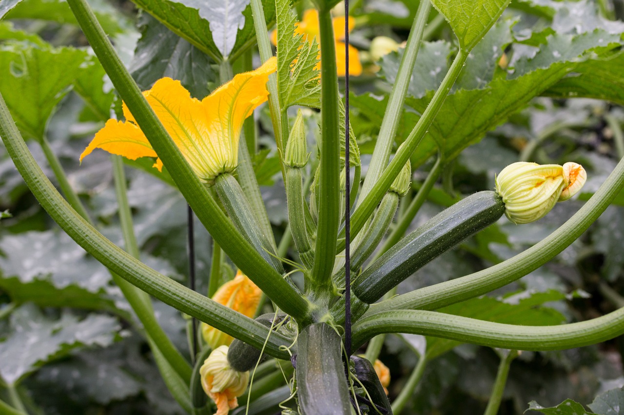 Image - zucchini vegetable vegetables