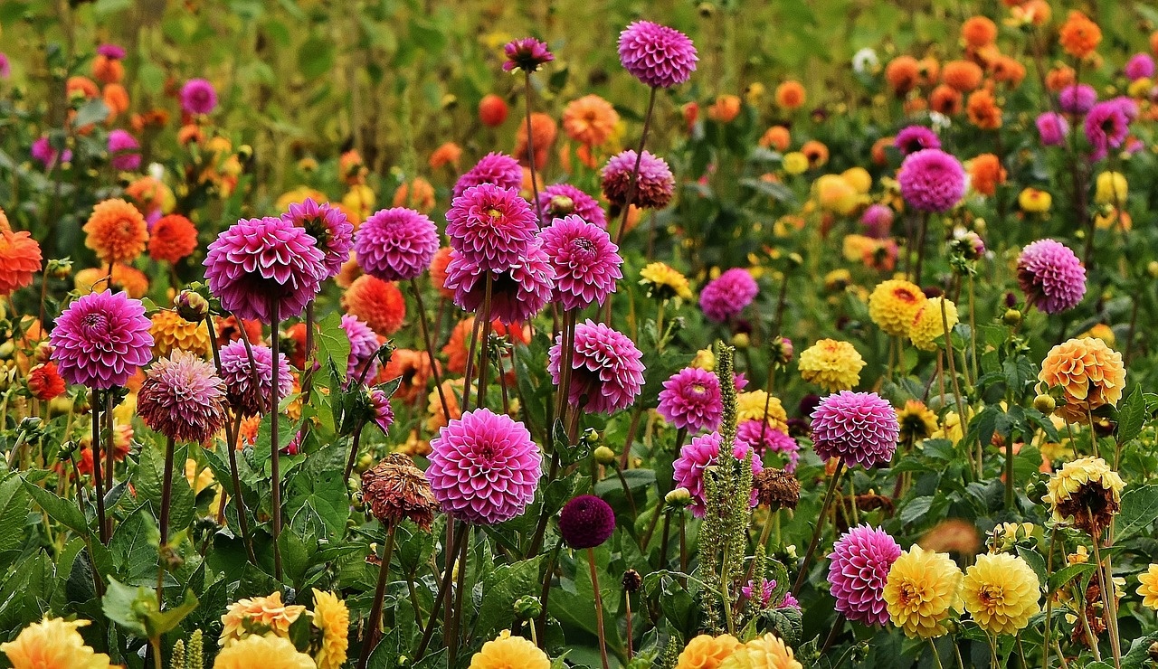 Image - dahlias autumn asteraceae