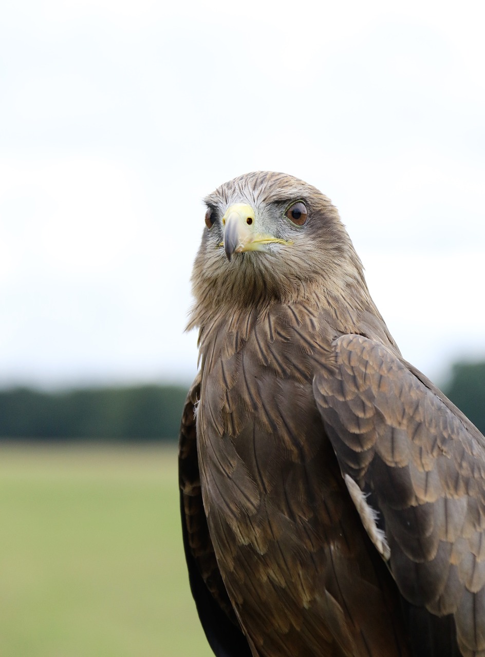 Image - yellow billed kite bird of prey kite