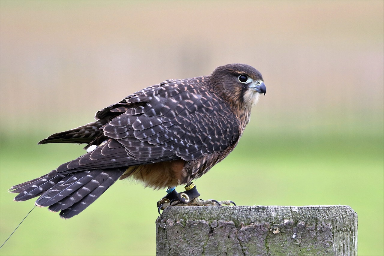 Image - new zealand falcon falcon bird