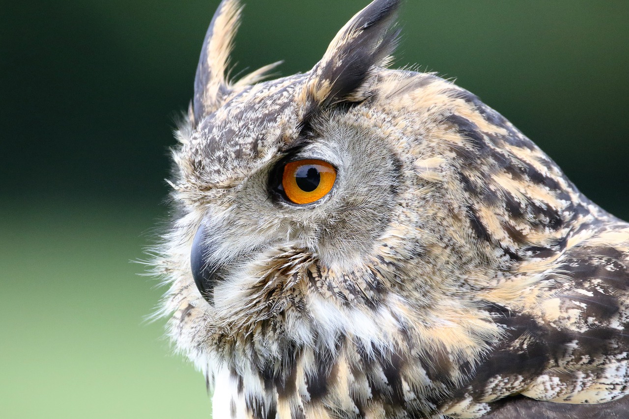 Image - eurasian eagle owl owl eurasian