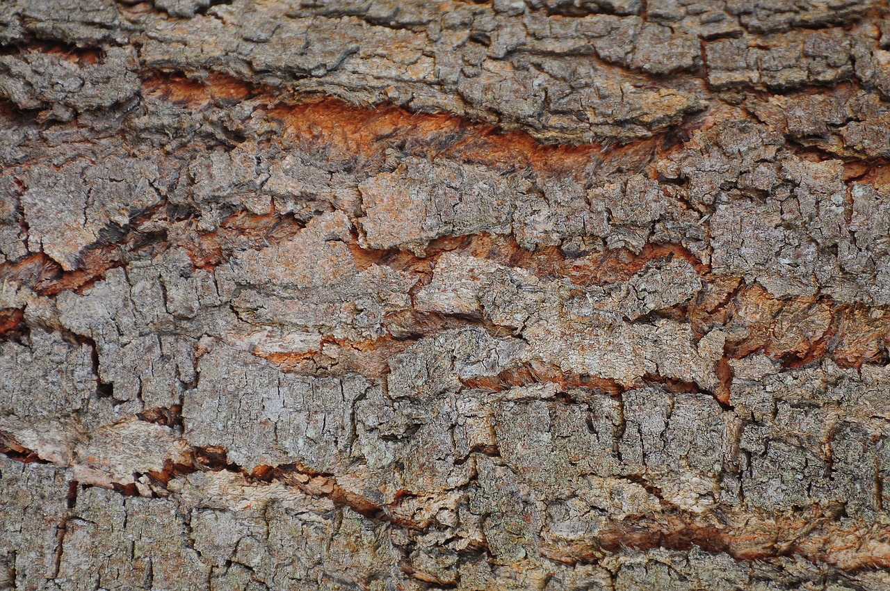 Image - background flying shell wood