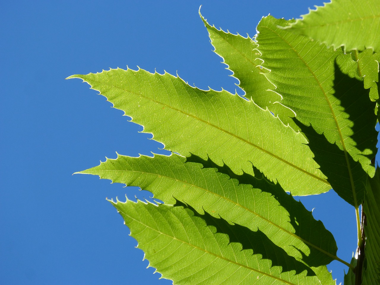 Image - chestnut leaves brown translucent