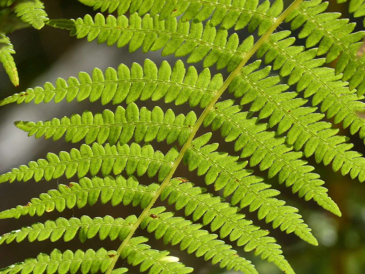 Image - fern leaf detail green texture