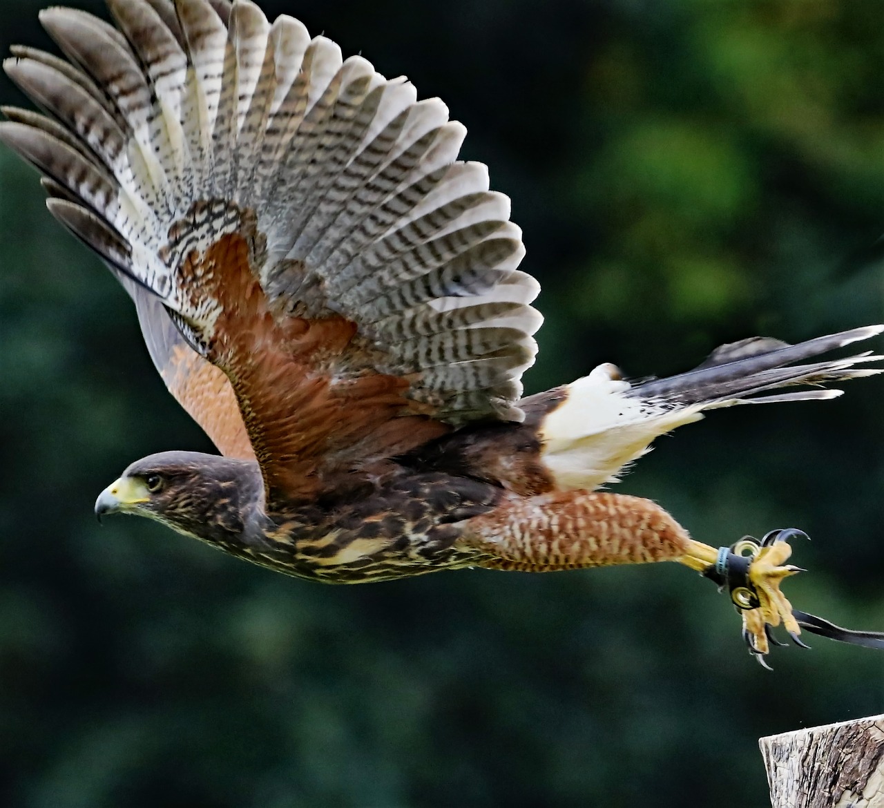 Image - yellow billed kite bird of prey