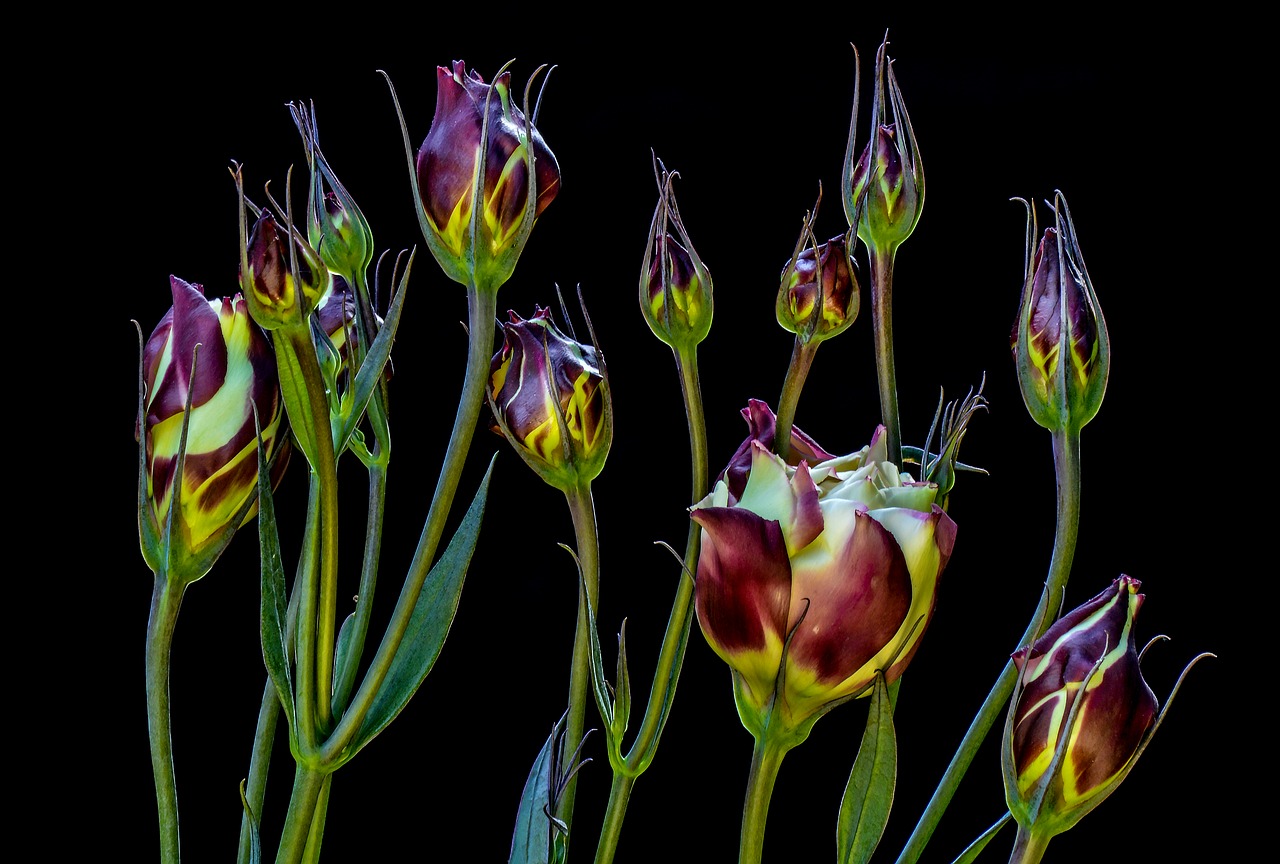 Image - flowers closeup beauty the delicacy