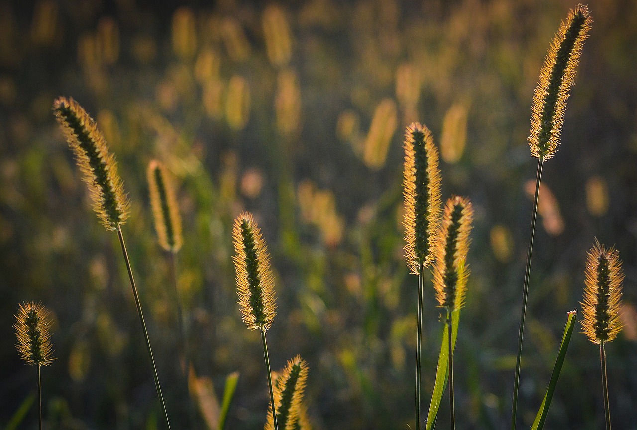 Image - grass sunset nature the sun west