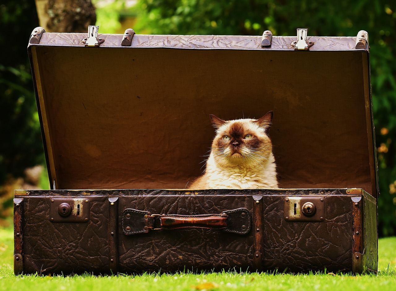 Image - luggage antique cat