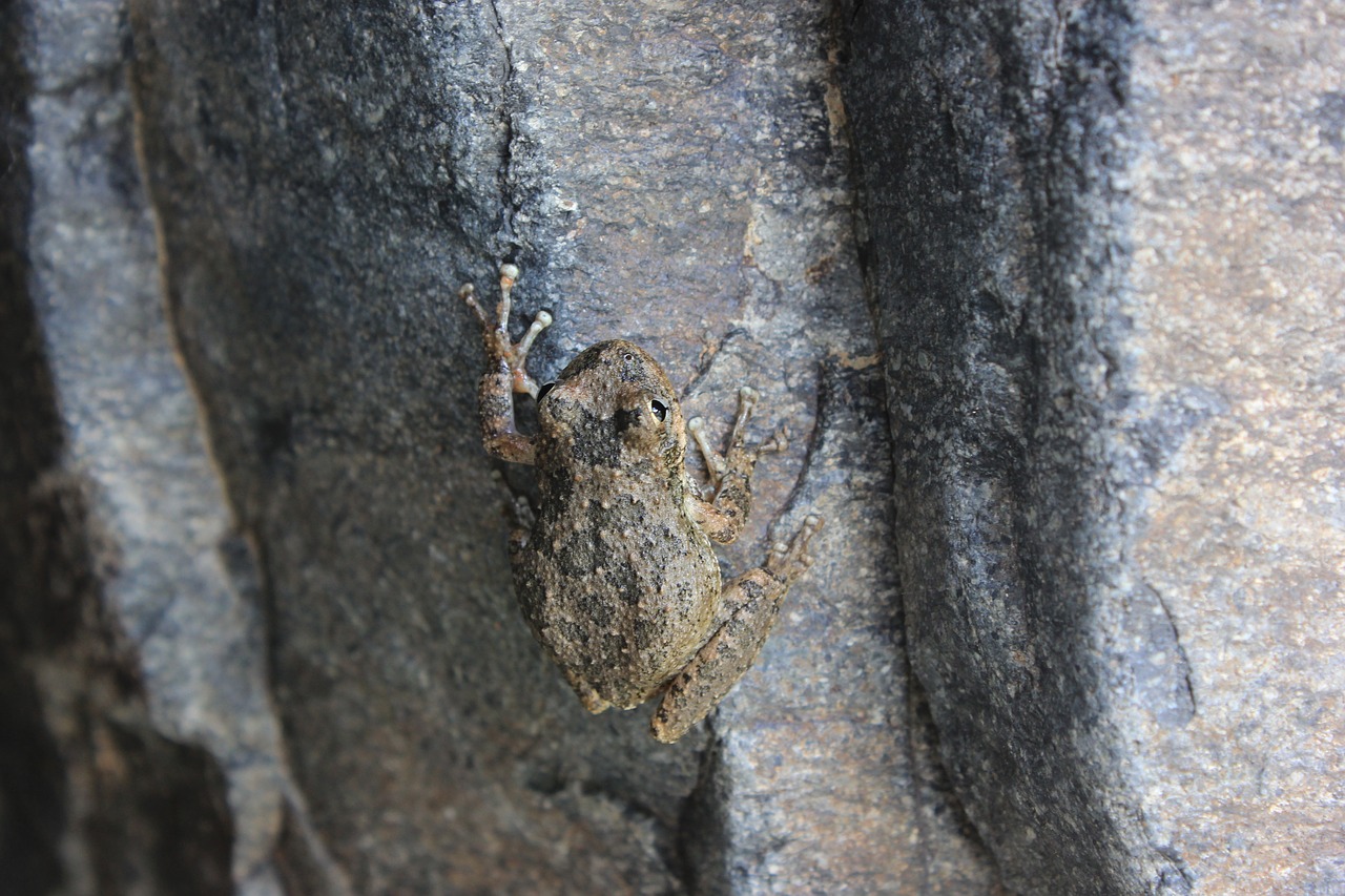 Image - frog amphibious croak nature