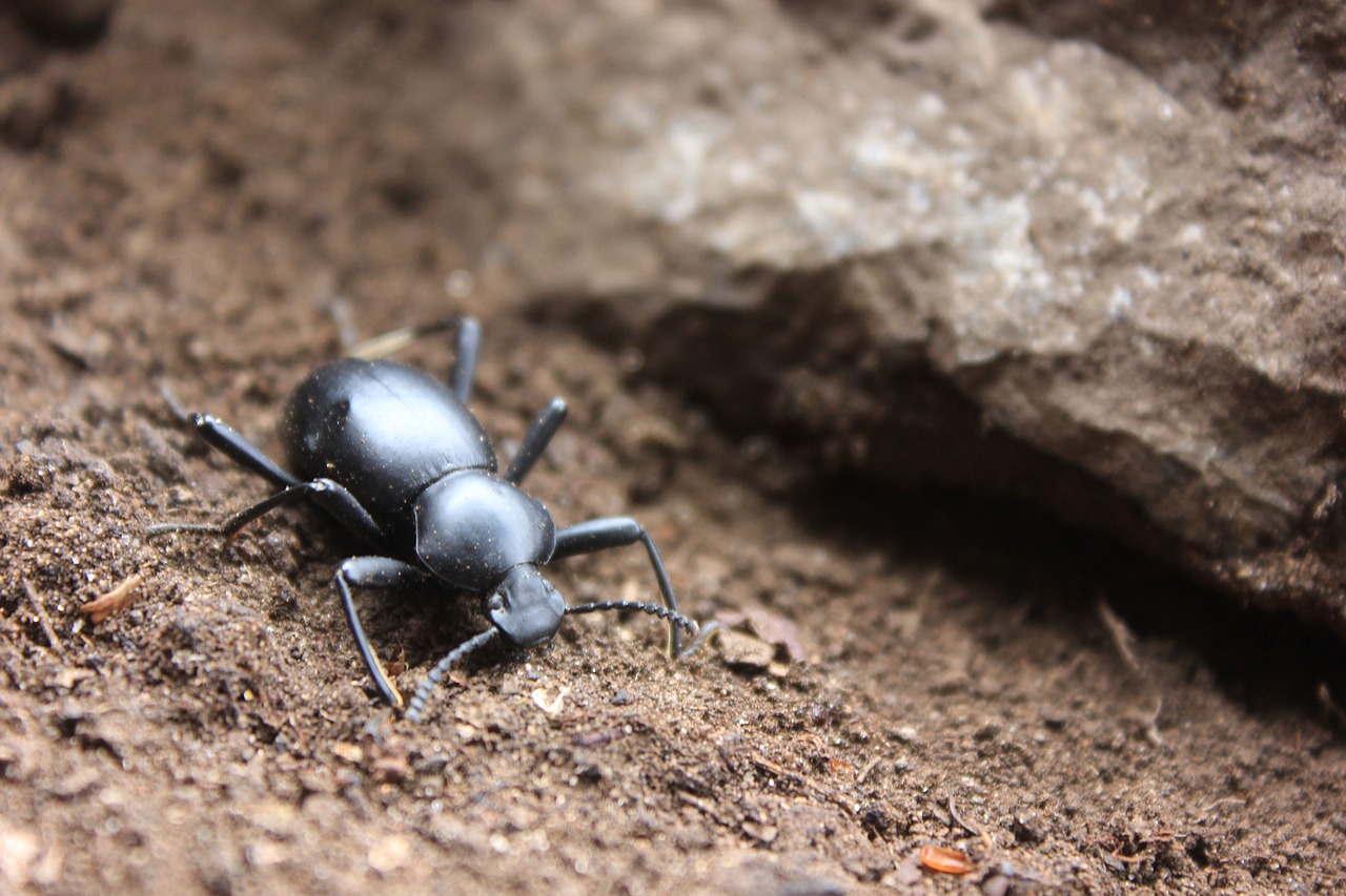 Image - insect beetle black beetle small