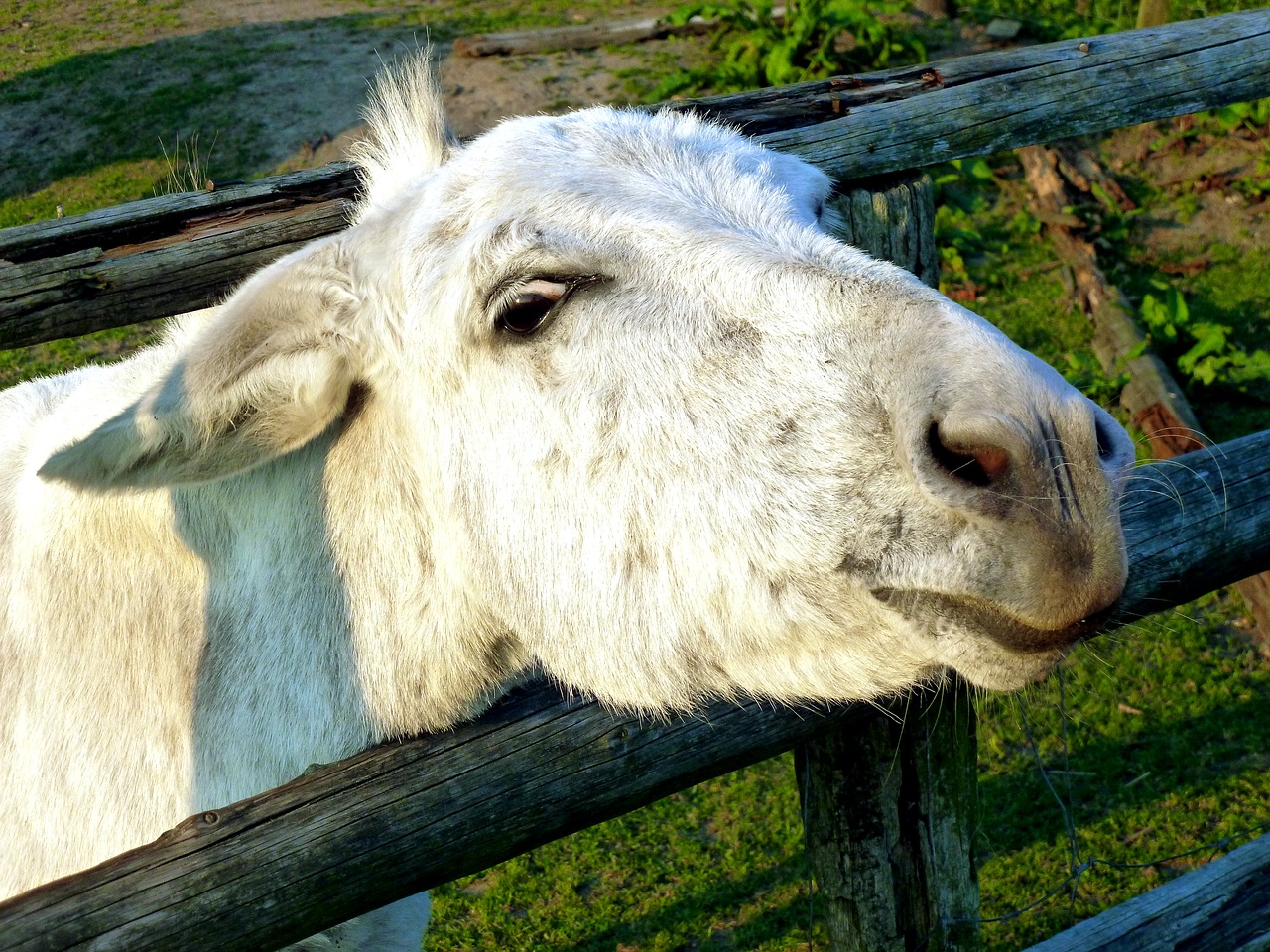 Image - donkey livestock beast of burden