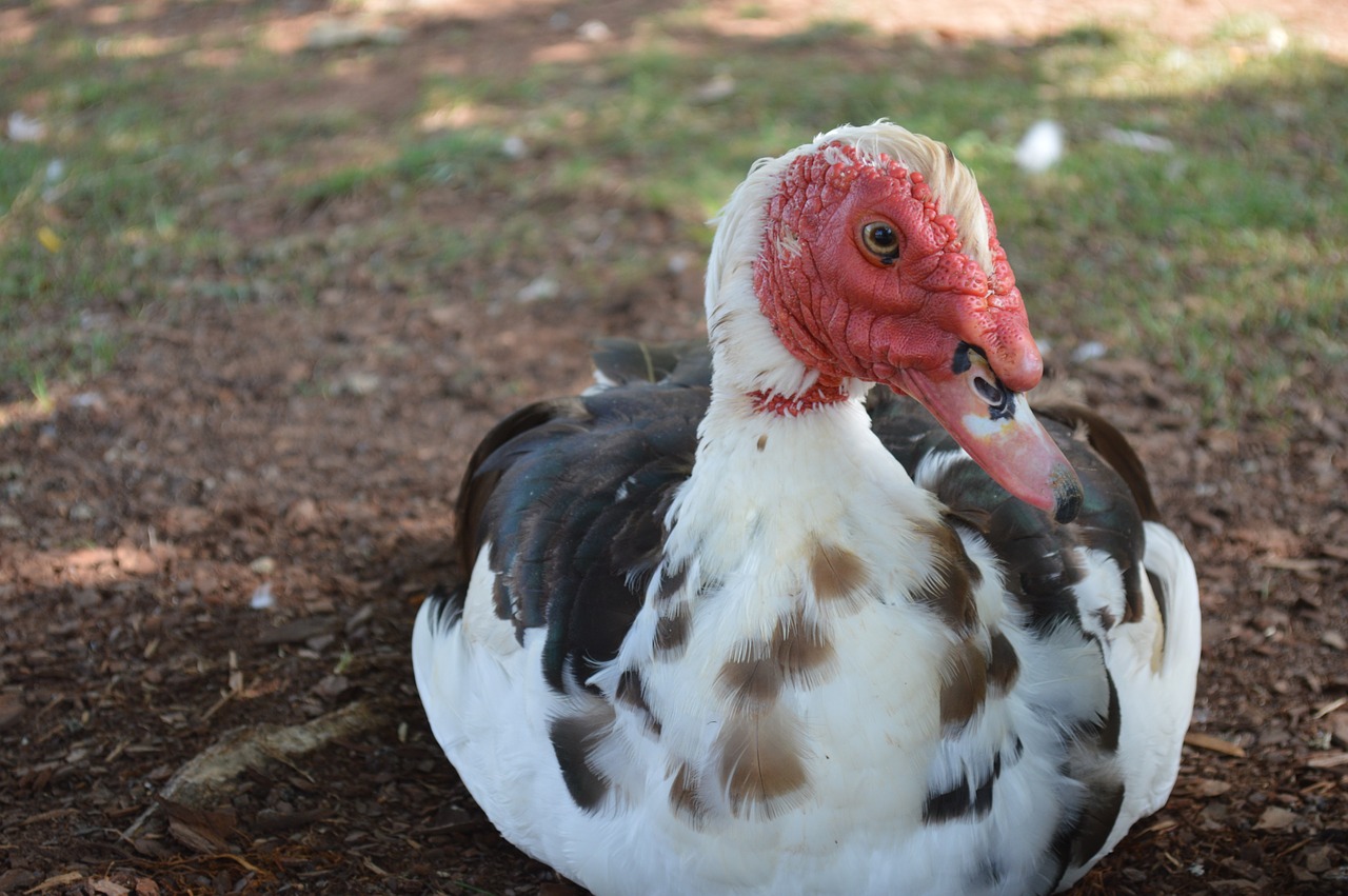 Image - muscovy duck bird animal wildlife