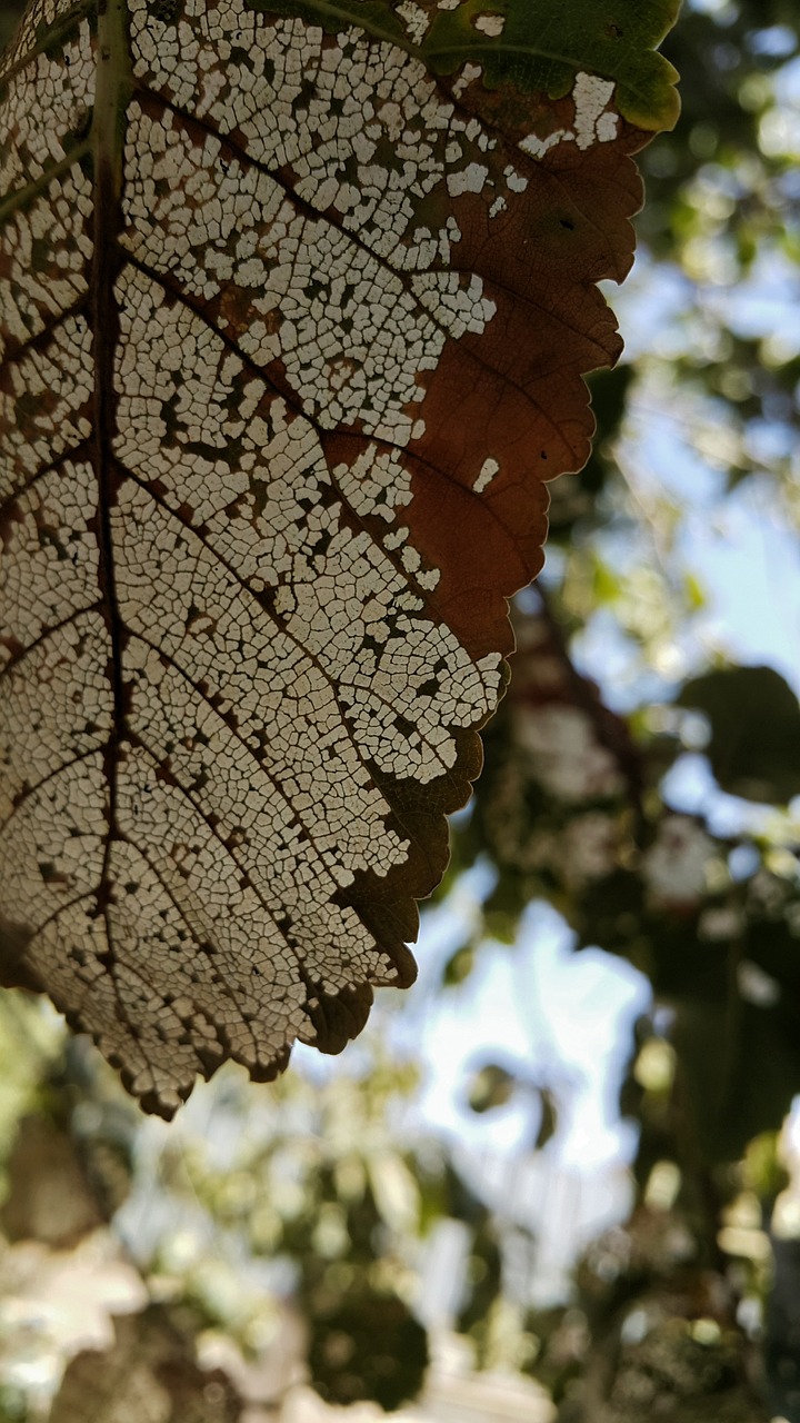 Image - leaf tree white brown iran