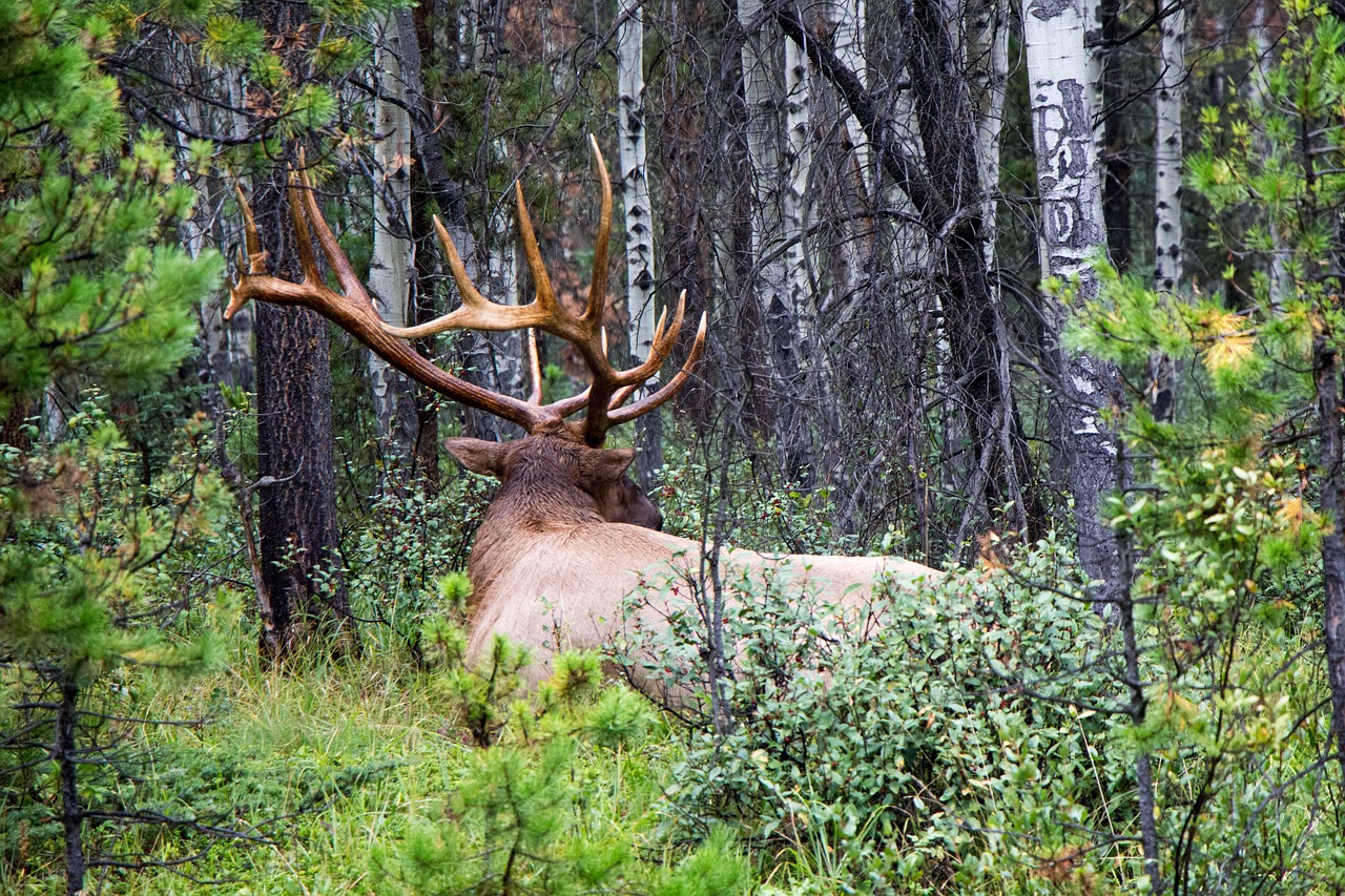 Image - elk royal deer animal male antler