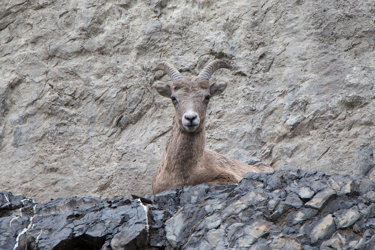 Image - mountain goat cliff horn goat