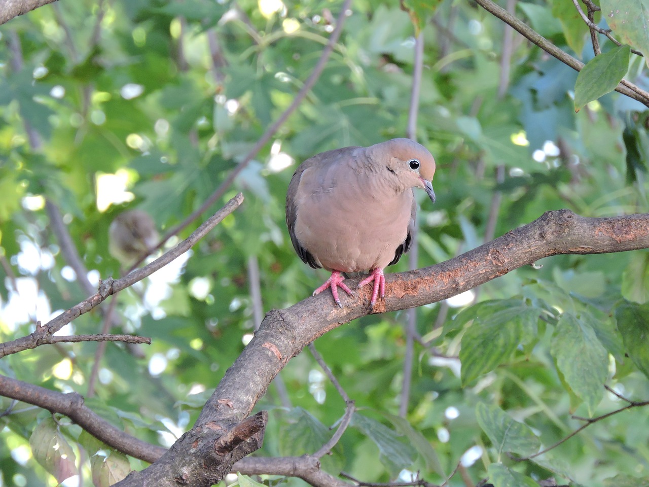 Image - mourning dove doves birds avian