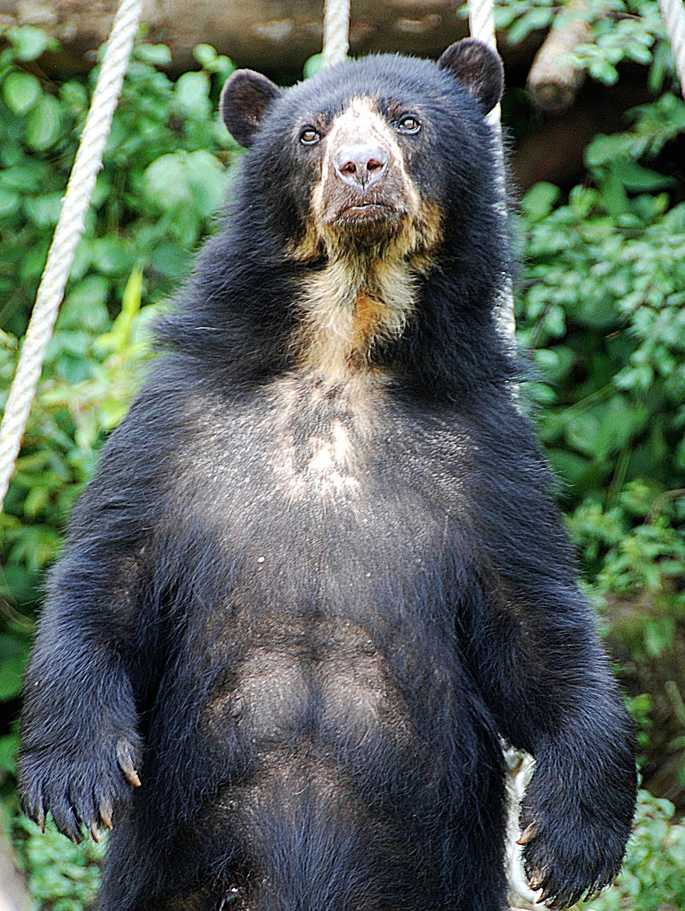 Image - bear spectacled bear zoo enclosure