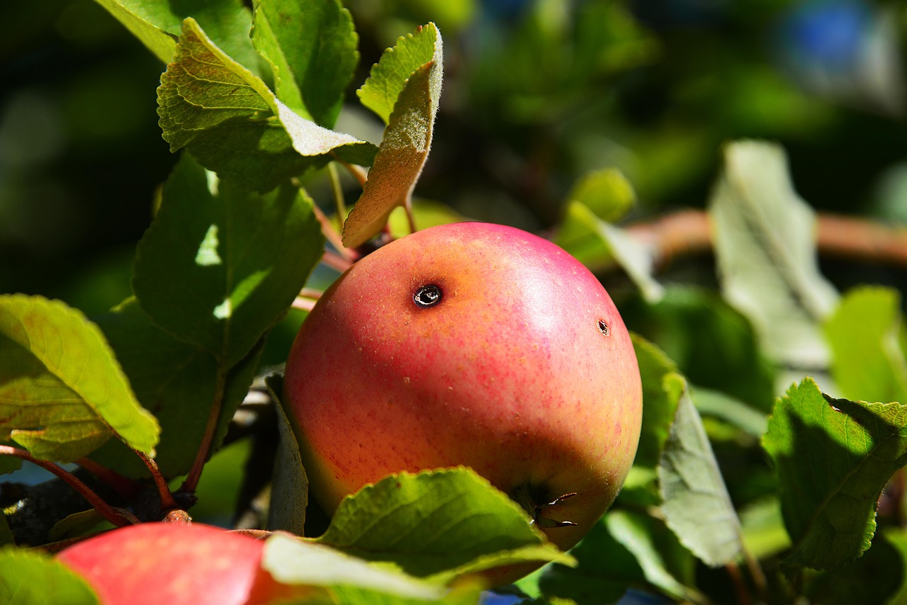 Image - apple defective red close fruit