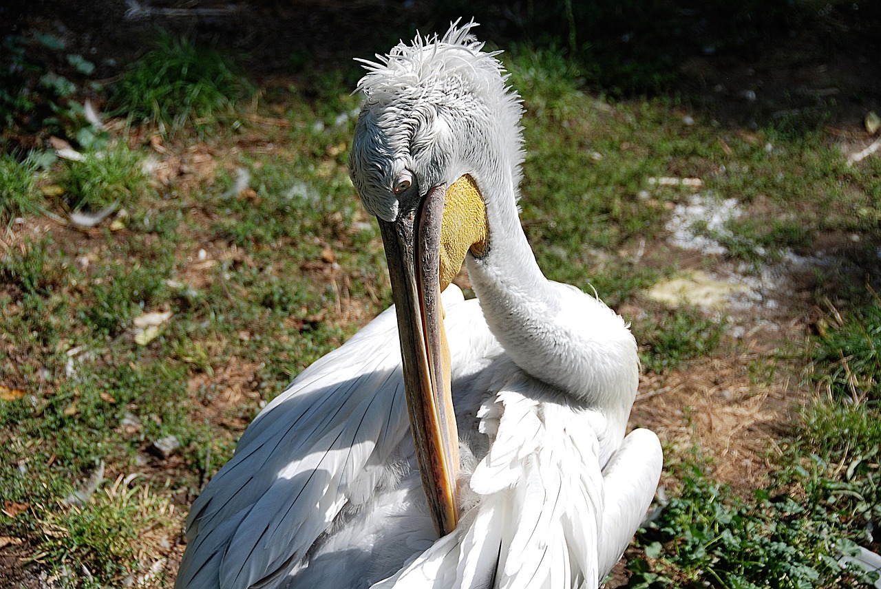 Image - pelikan clean water bird zoo