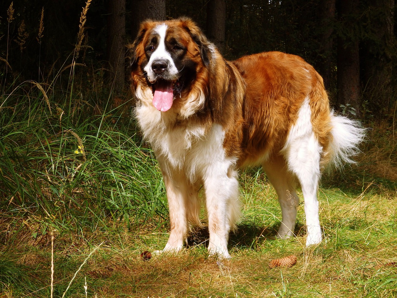 Image - moscow guard dog moskevák