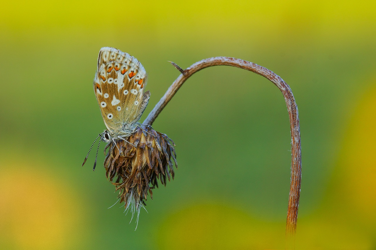 Image - butterfly yellow grass roost ali