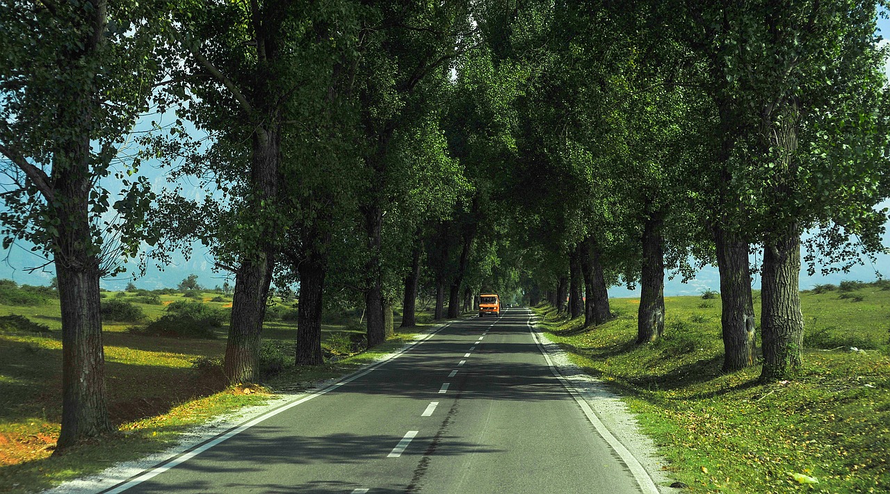 Image - park tree nature kosovo outdoor