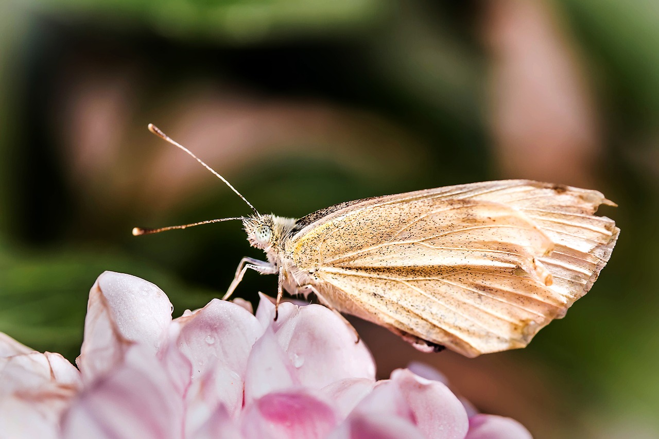 Image - small cabbage white ling pieris rapae