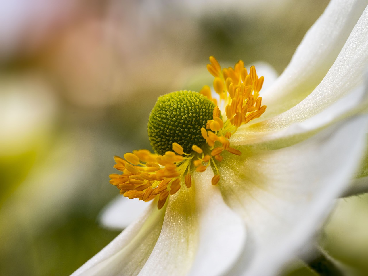 Image - anemone hupenhensis japonica