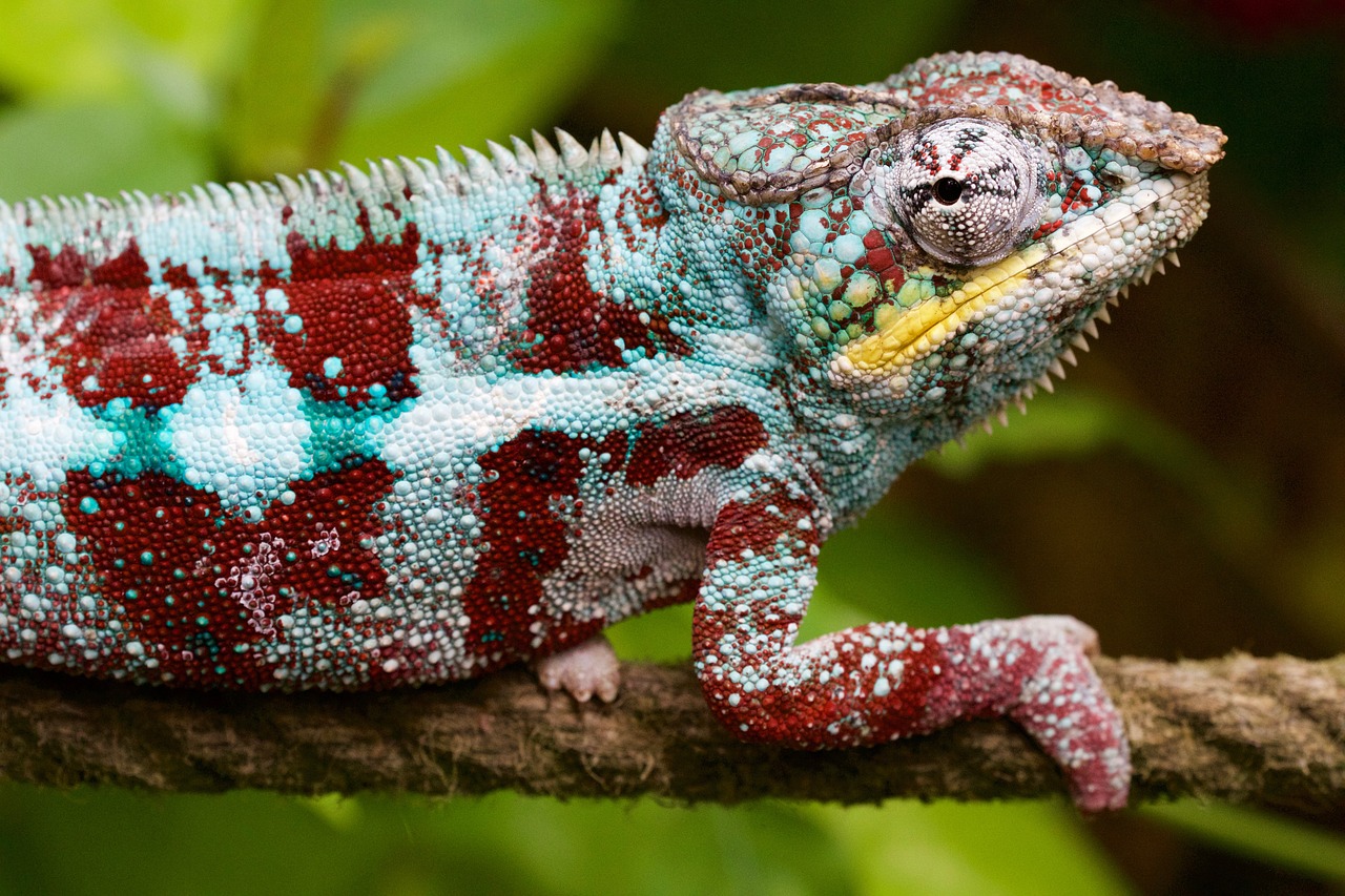 Image - nature animal lizard chameleon