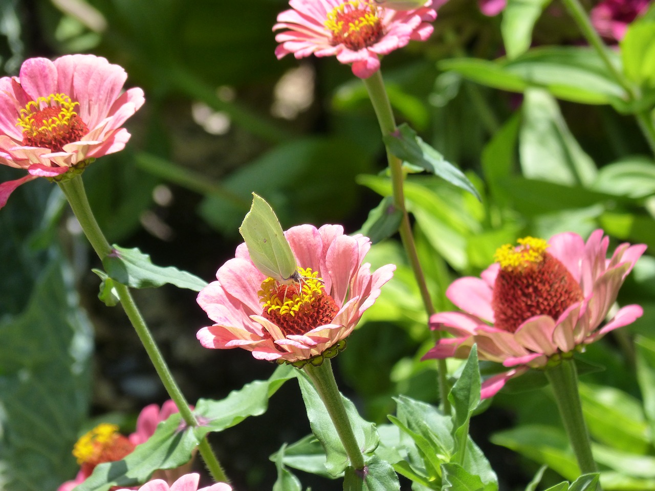 Image - flowers butterfly libar garden