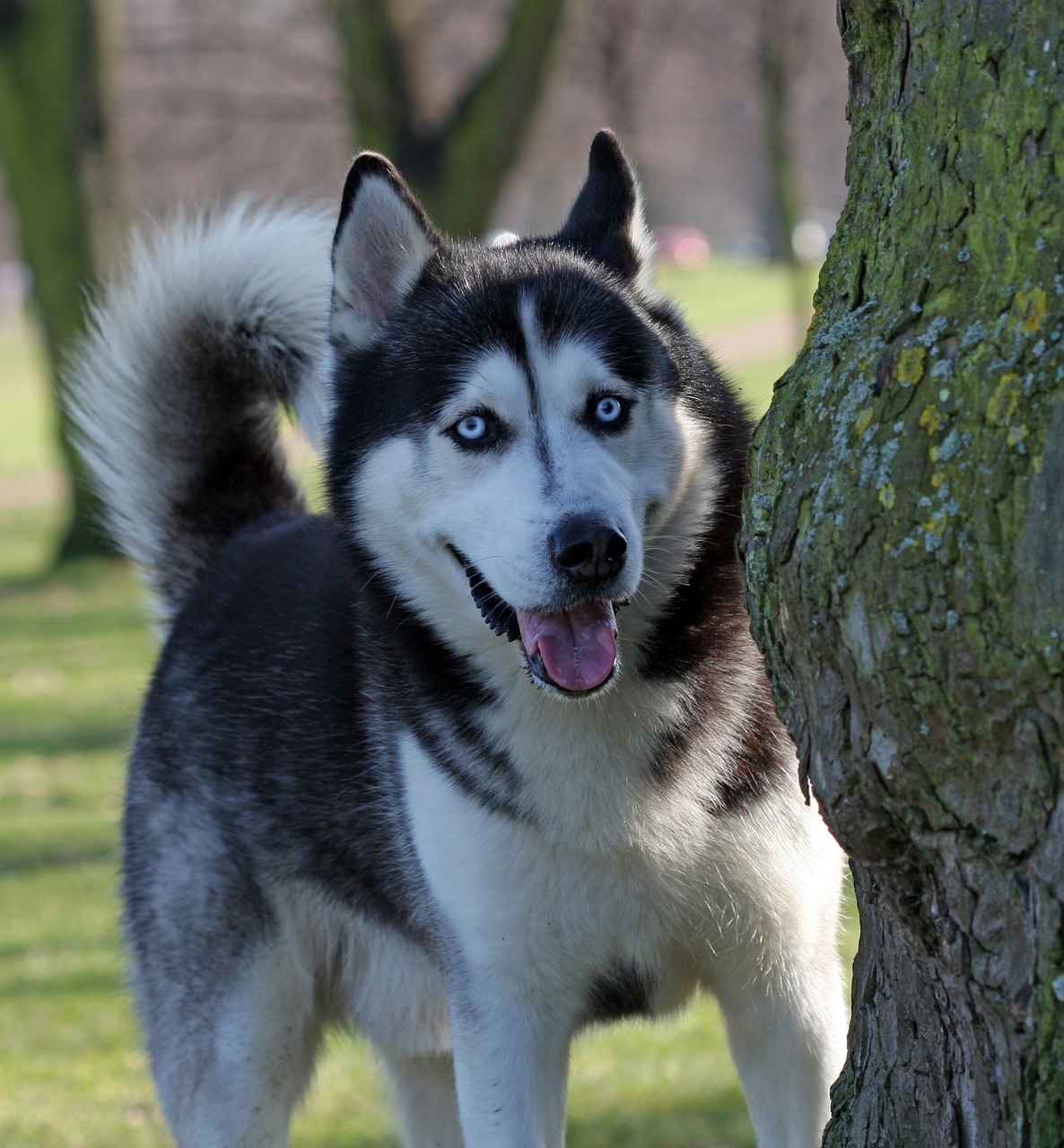 Image - dog husky siberian husky blue eyes