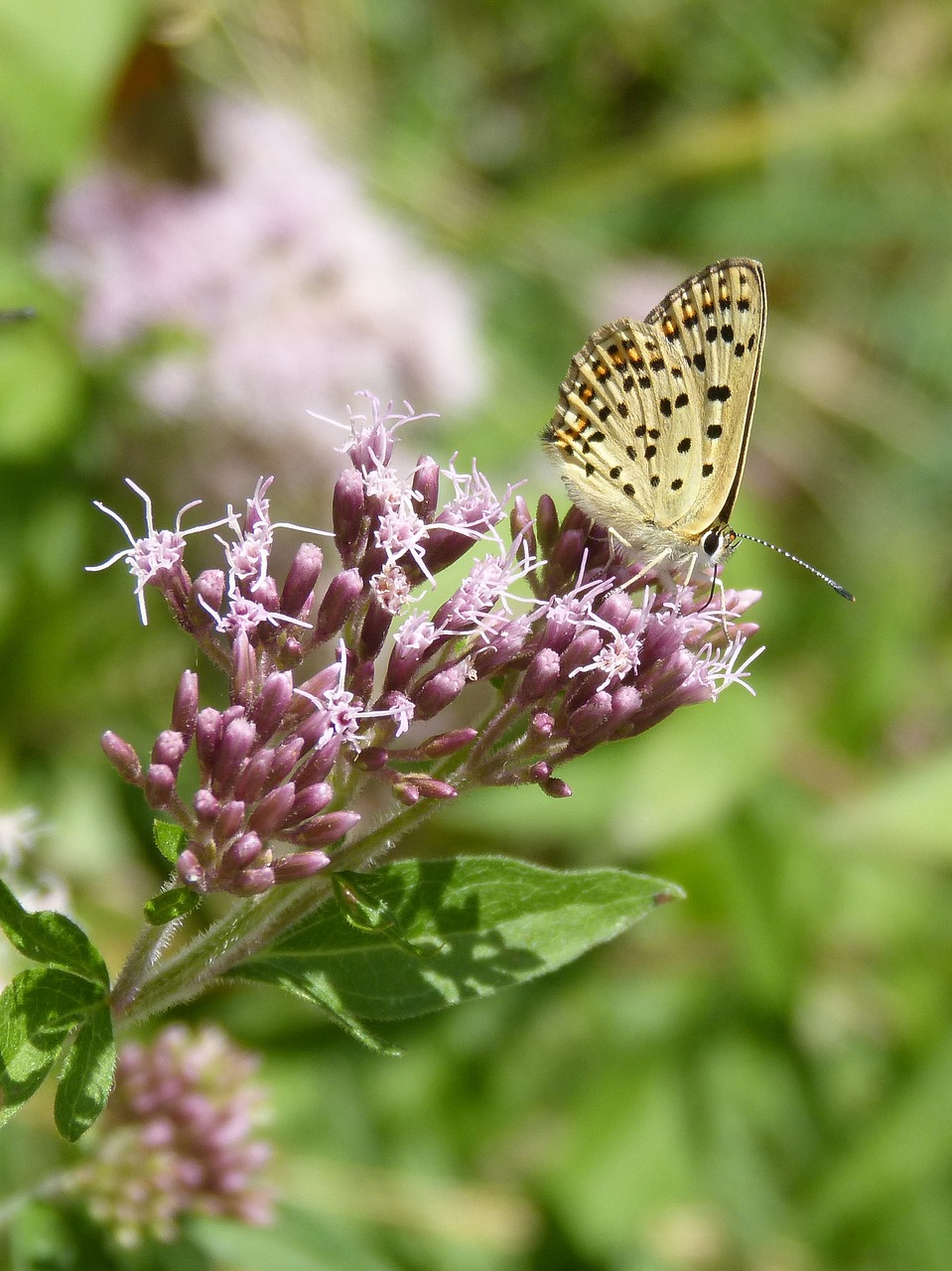 Image - melitaea deione butterfly