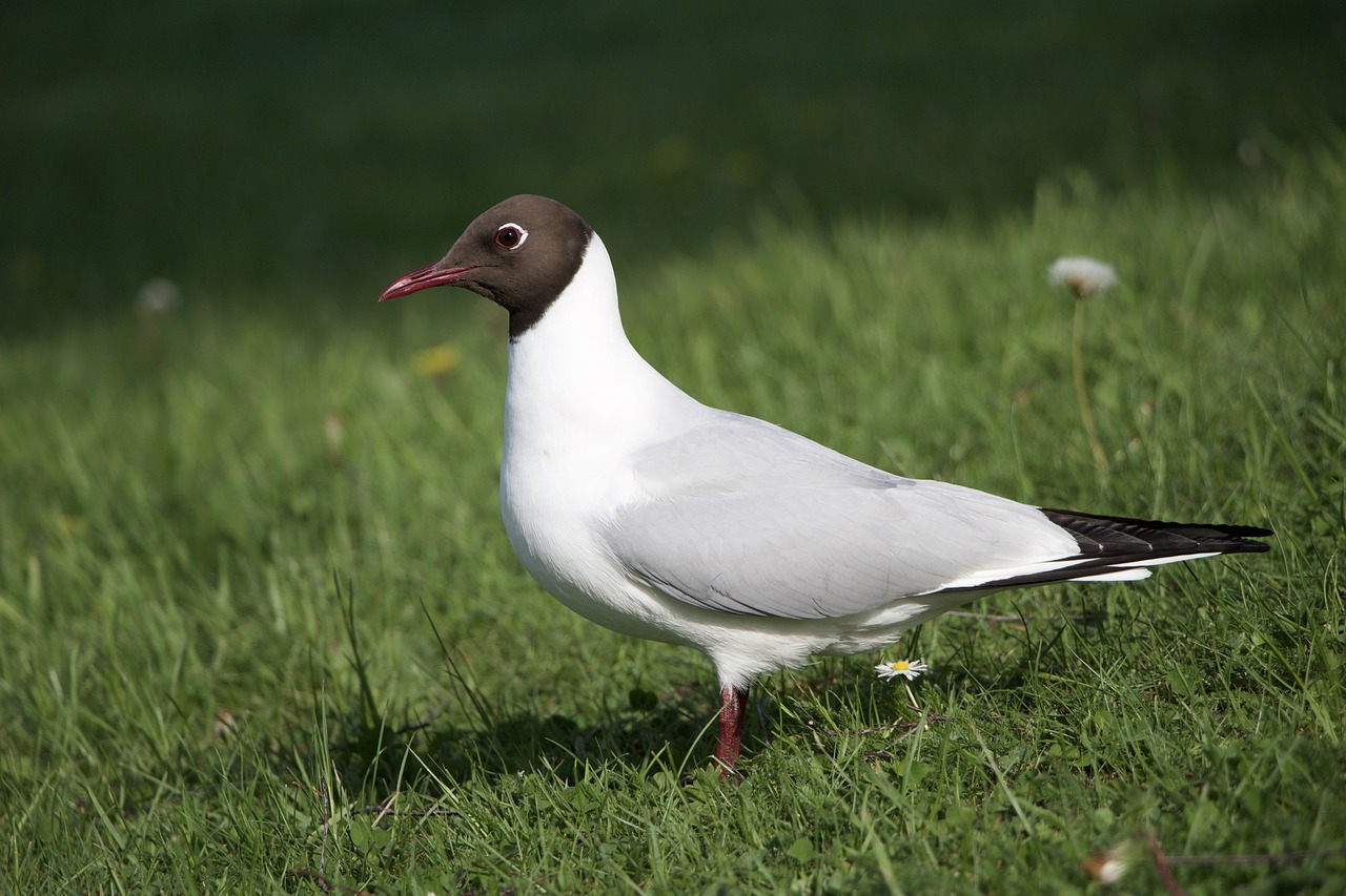 Image - pewit bird peewit nature