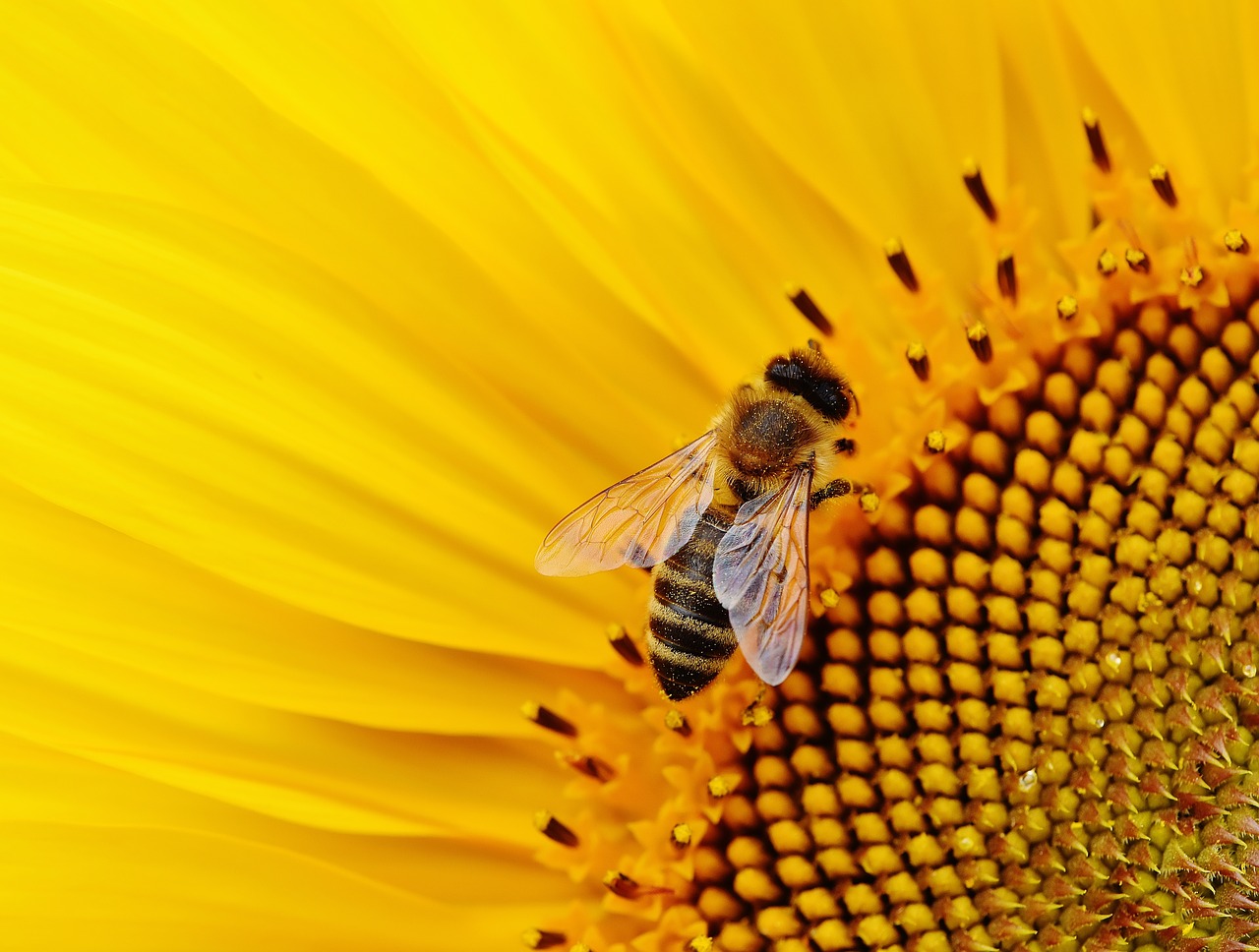 Image - sun flower bees summer garden