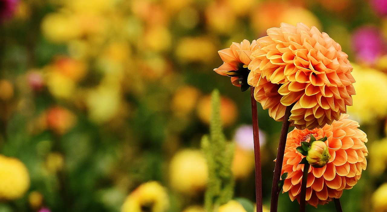 Image - dahlia dahlias autumn asteraceae