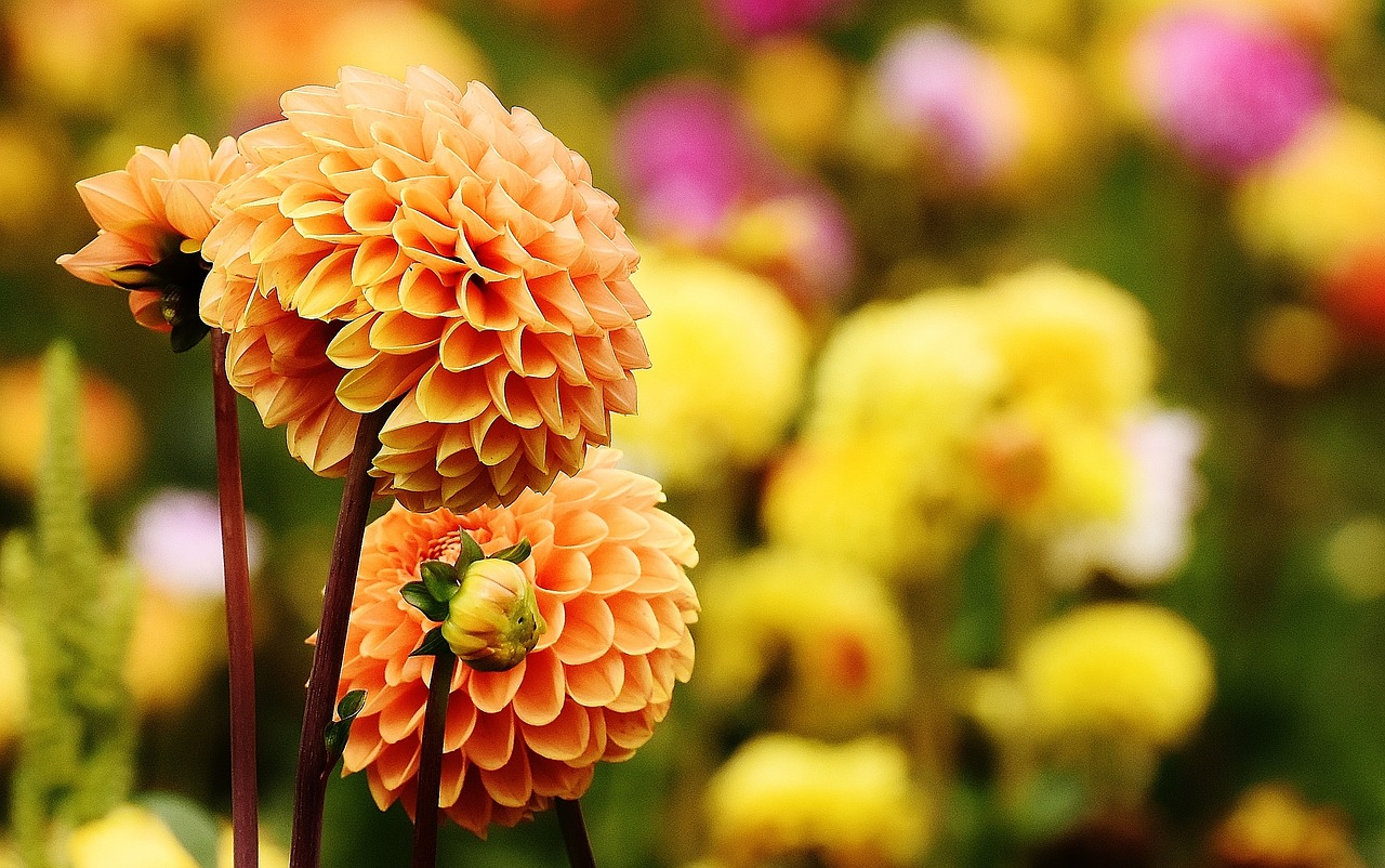 Image - dahlia dahlias autumn asteraceae