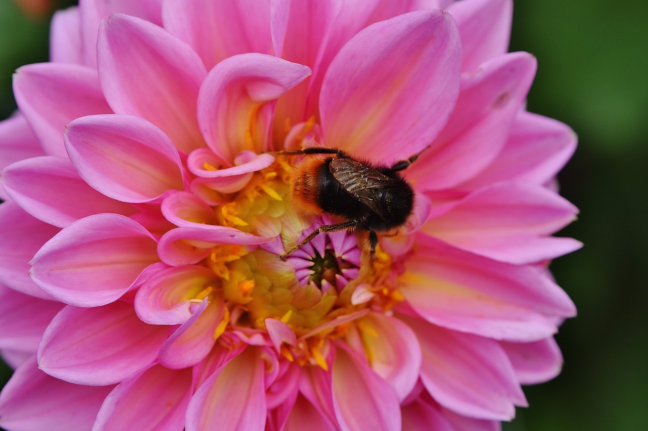 Image - dahlia hummel dahlias autumn