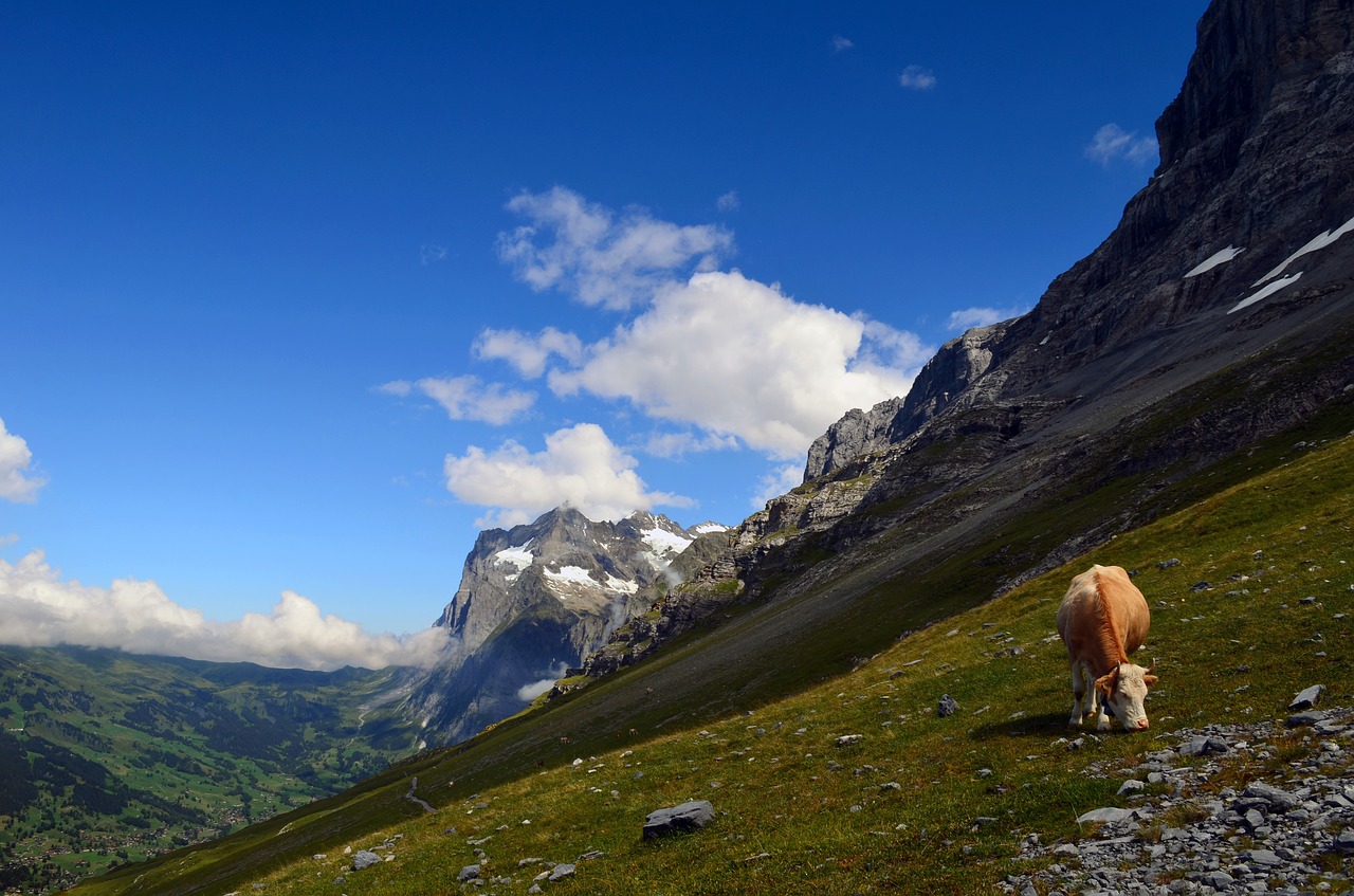 Image - wetterhorn grindelwald alpine