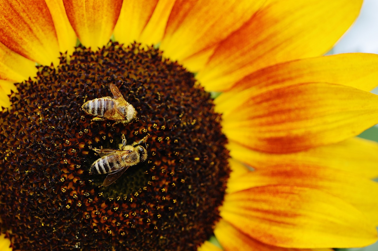 Image - sun flower bees summer garden