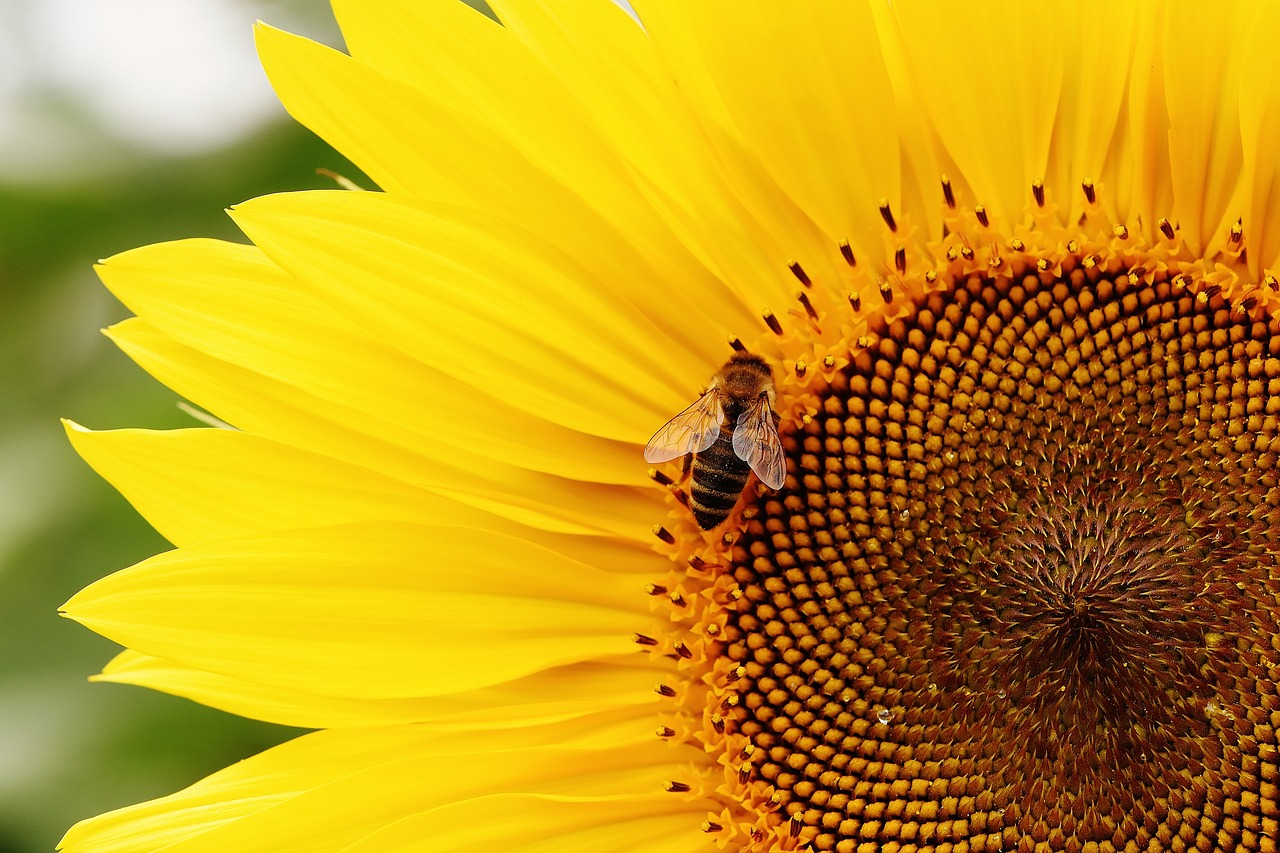 Image - sun flower bees summer garden