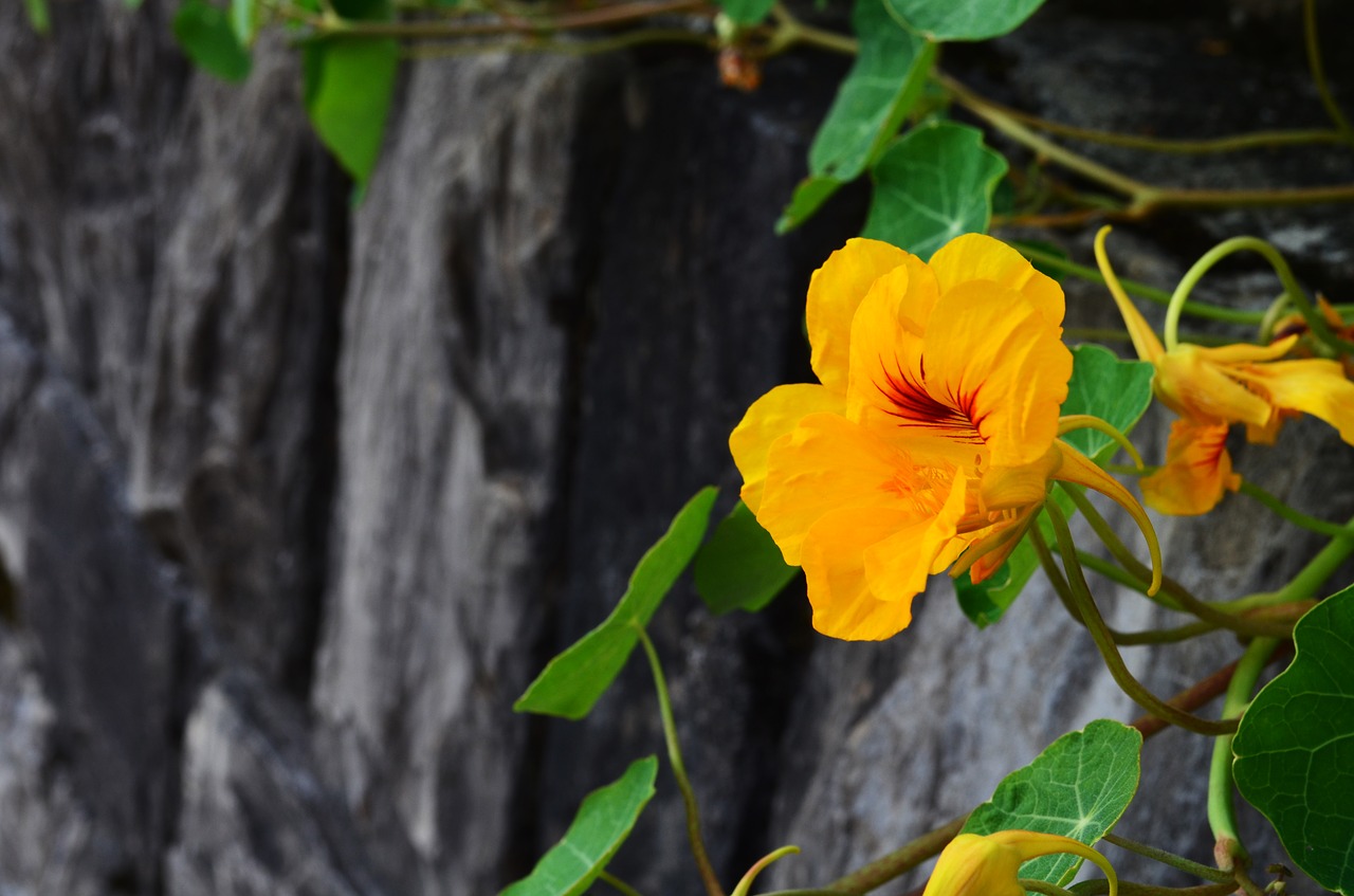 Image - nasturtium blossom bloom rock