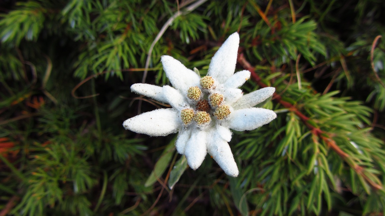 Image - alpine star mountain flowers